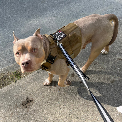 Dog wearing a harness on a leash on a concrete surface