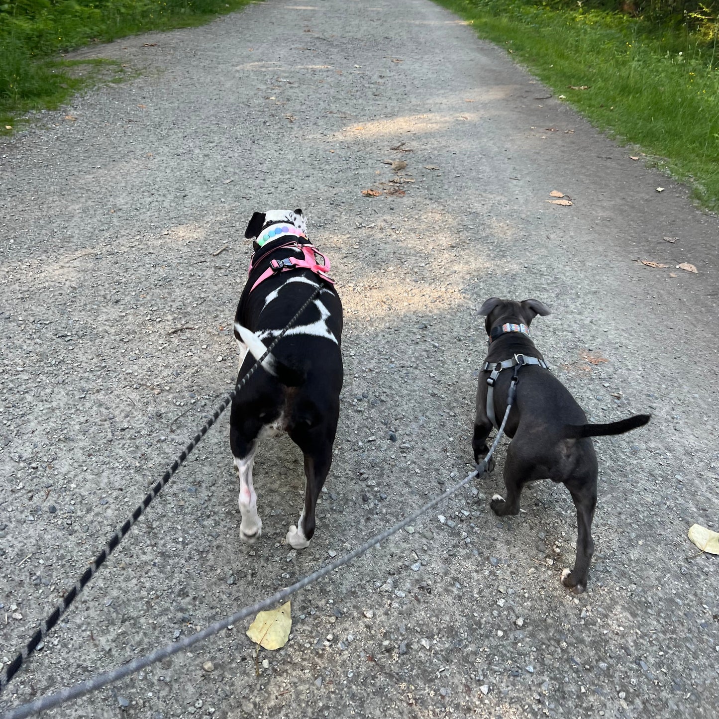 Two dogs on a leash running on a paved path with grass on either side.