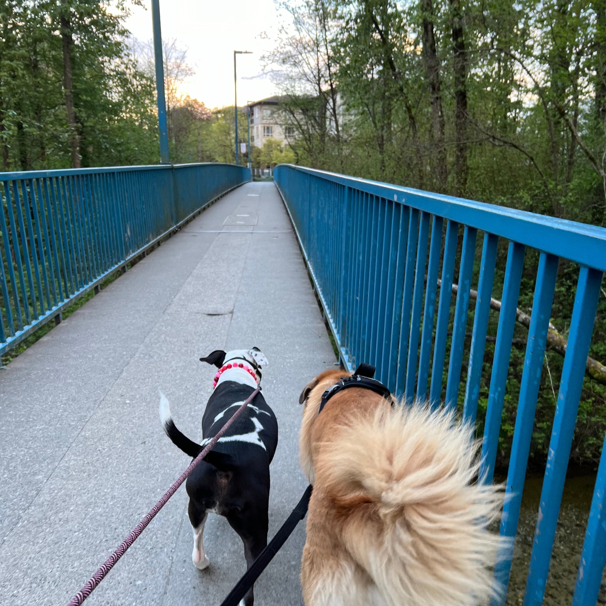 Two dogs on a leash walking on a sidewalk with trees and a blue metal fence in the background.