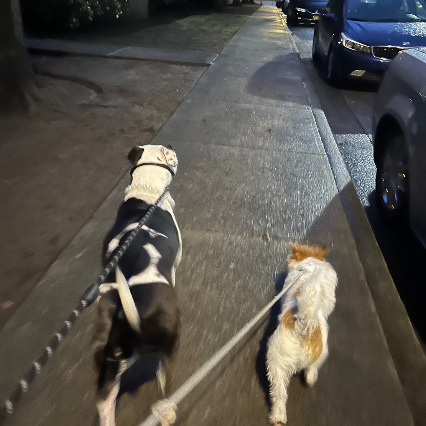 1 Hour On Leash Dog Walk with Lisa