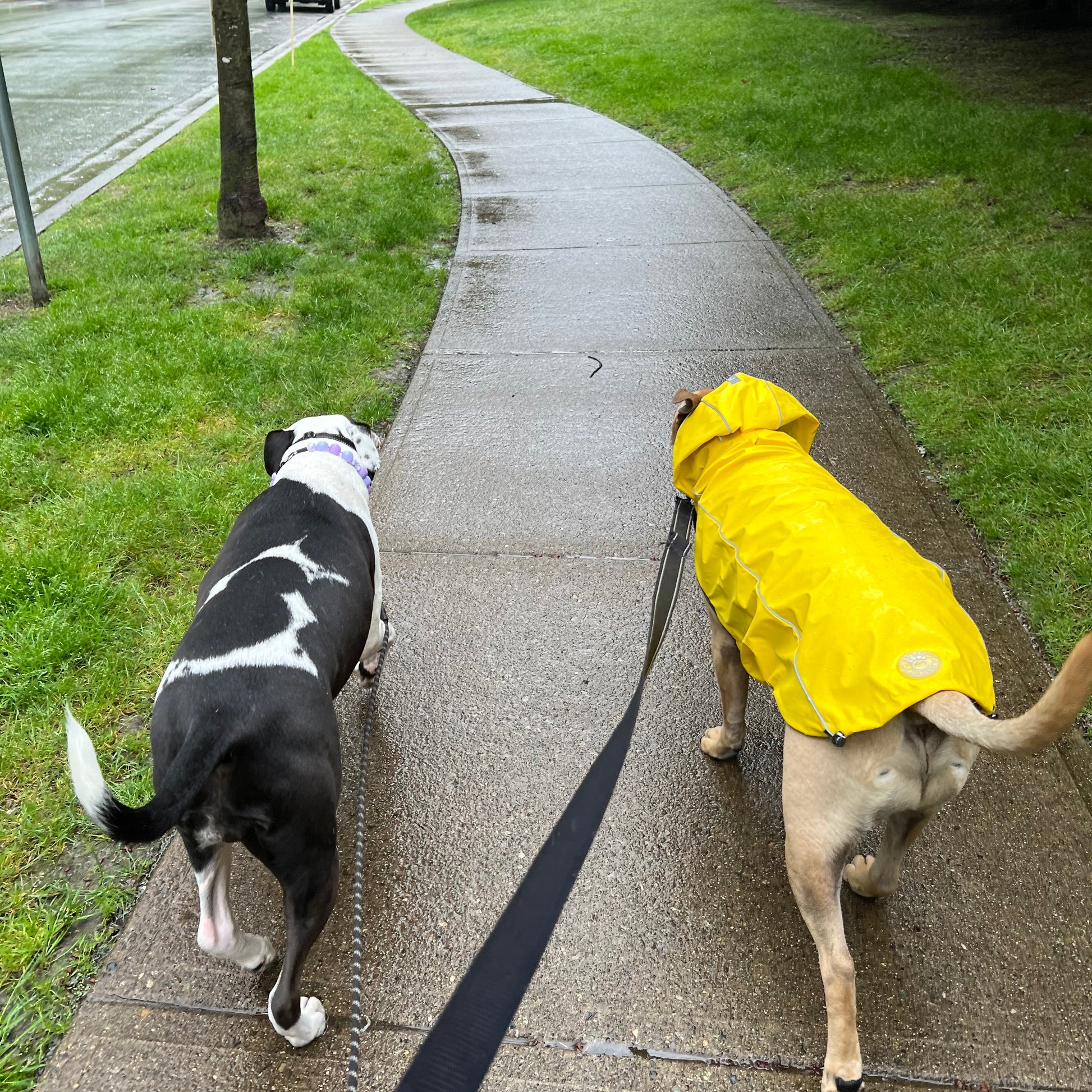 Two dogs on a leash, one wearing a yellow raincoat, walking on a sidewalk.