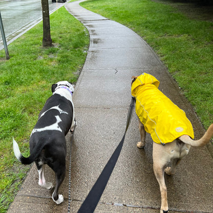 Two dogs on a leash, one wearing a yellow raincoat, walking on a sidewalk.