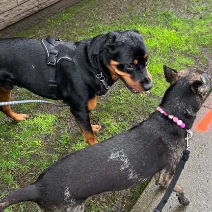 Two dogs on a leash walking on a sidewalk next to a stone wall.
