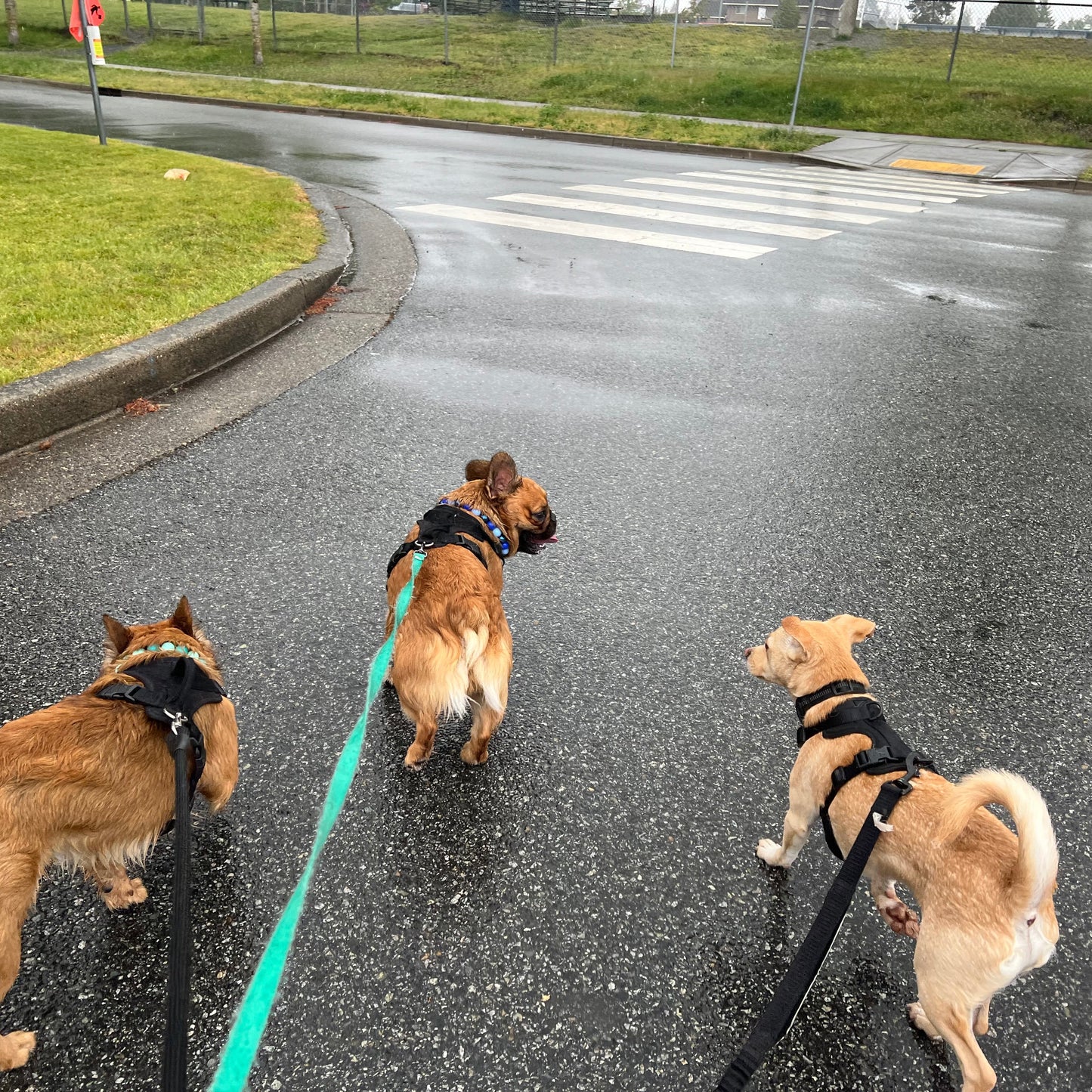 Three dogs on leashes walking on a wet road