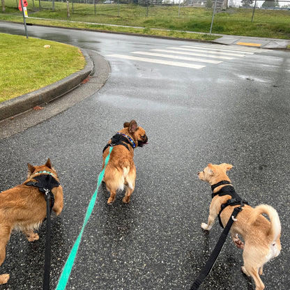 Three dogs on leashes walking on a wet road