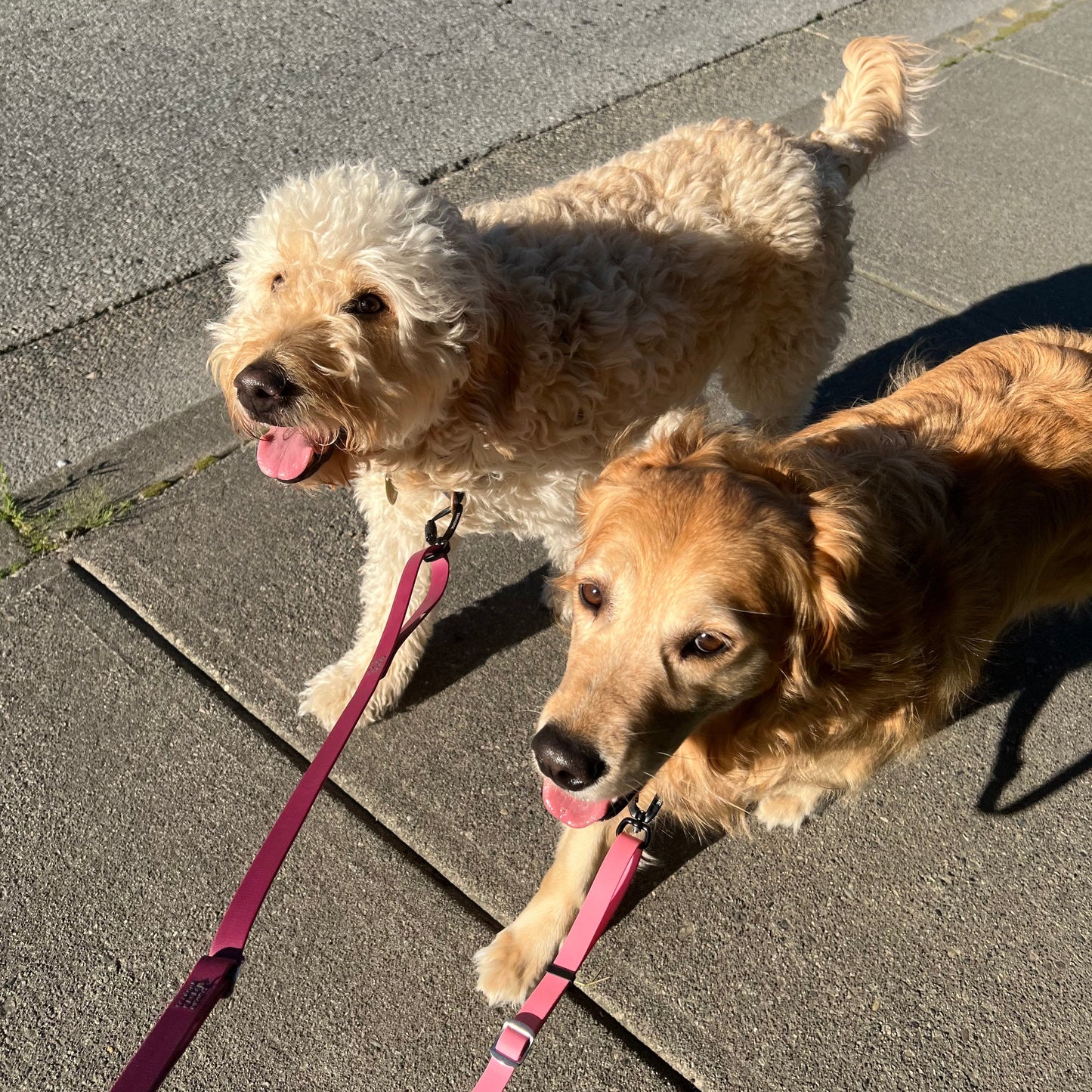 1 Hour On Leash Dog Walk with Lisa