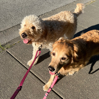 1 Hour On Leash Dog Walk with Lisa