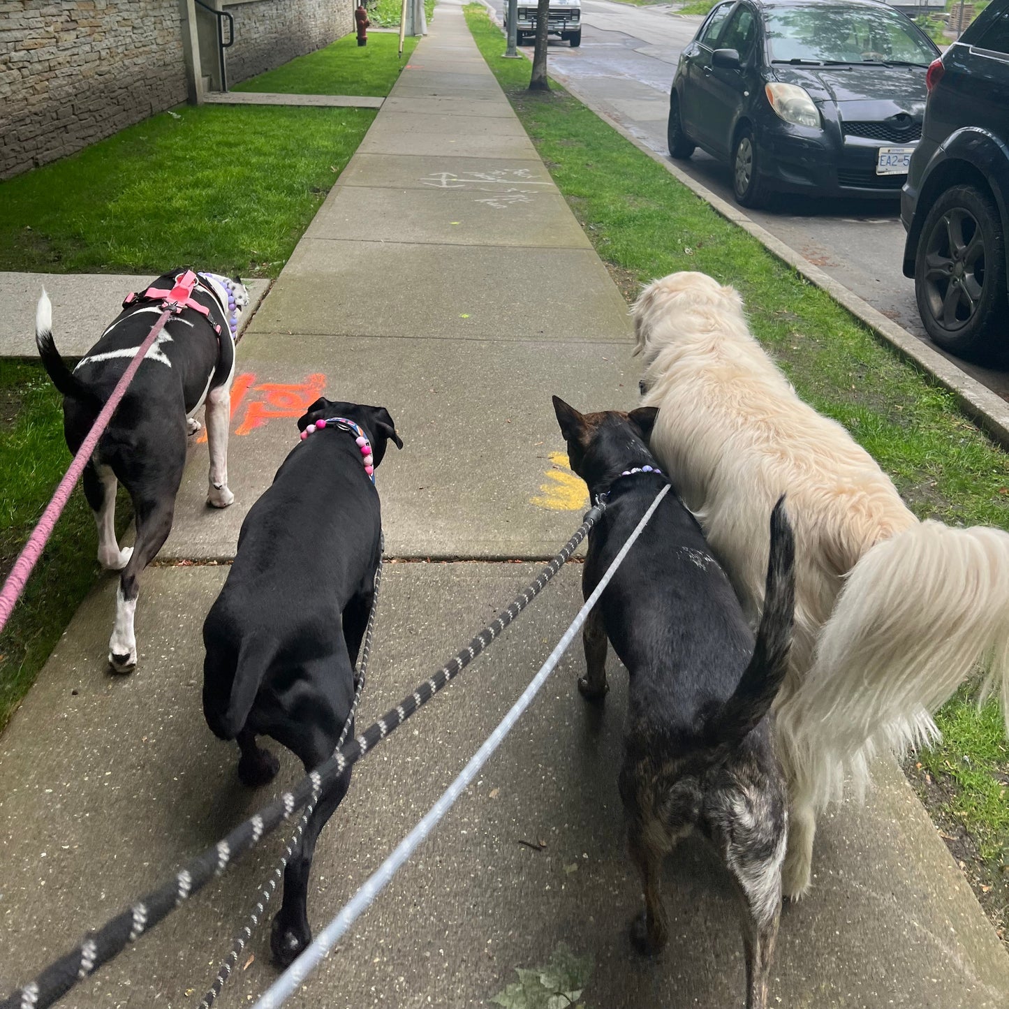 1 Hour On Leash Dog Walk with Lisa