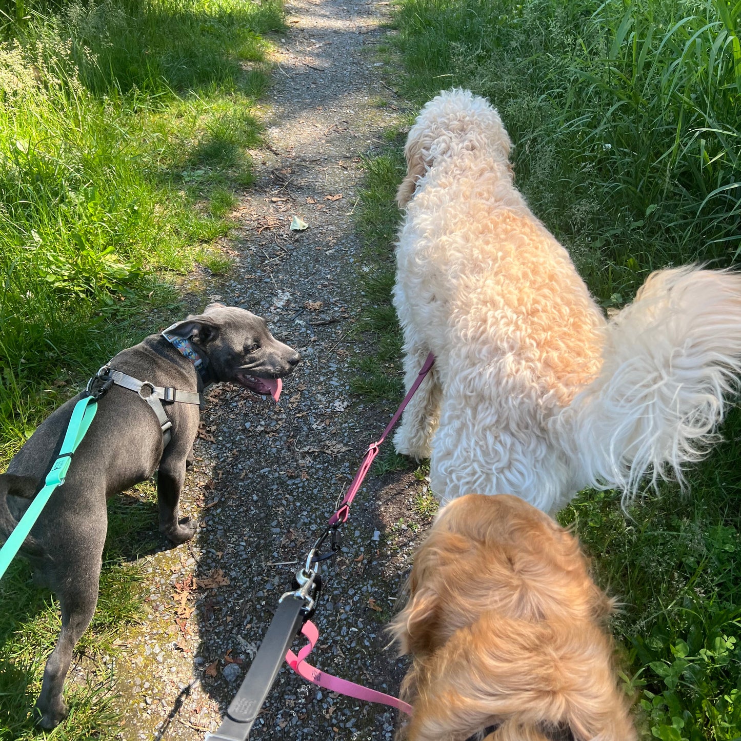 1 Hour On Leash Dog Walk with Lisa