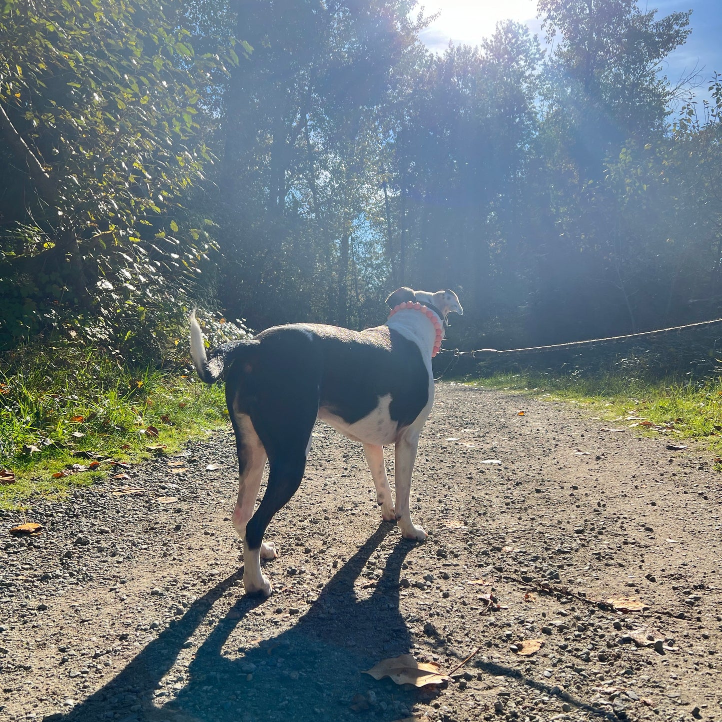 1 Hour On Leash Dog Walk with Lisa