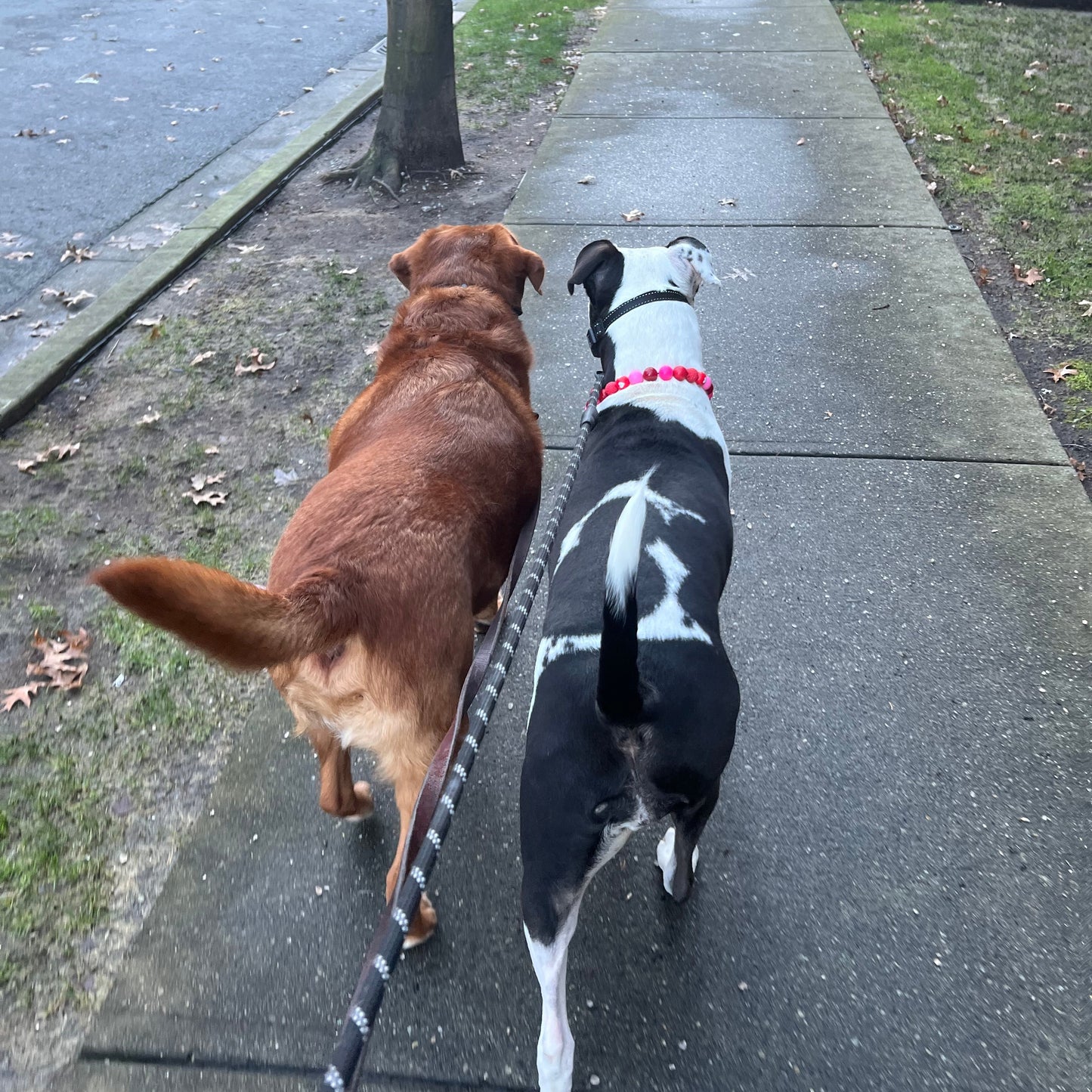 1 Hour On Leash Dog Walk with Lisa