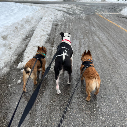 1 Hour On Leash Dog Walk with Lisa