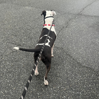 1 Hour On Leash Dog Walk with Lisa