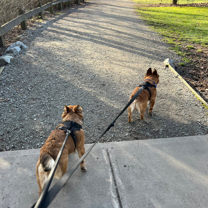 1 Hour On Leash Dog Walk with Lisa