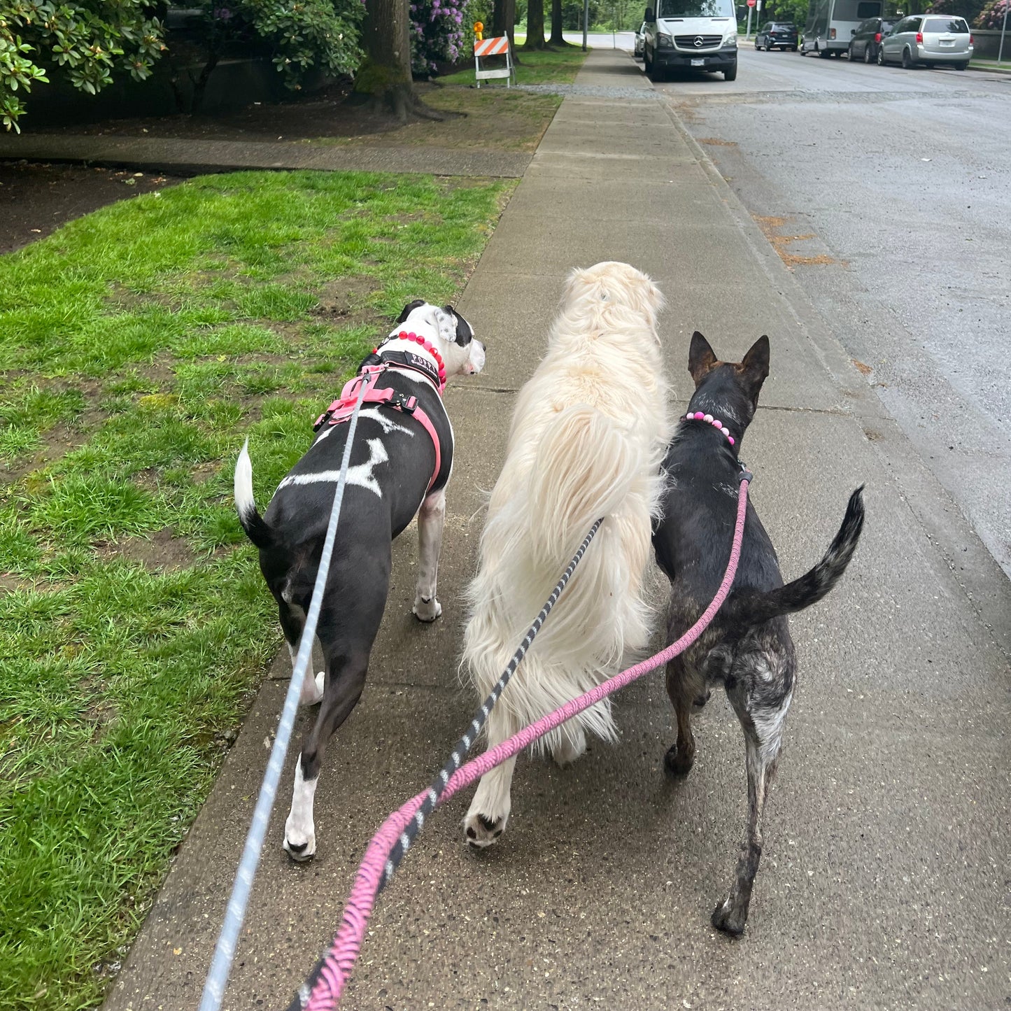 Three dogs on leashes walking on a sidewalk with trees and a vehicle in the background.