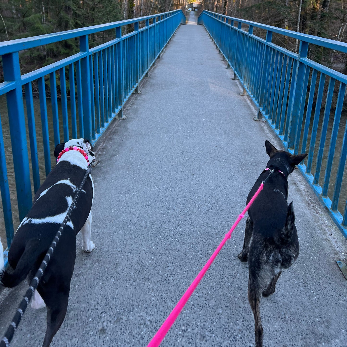 1 Hour On Leash Dog Walk with Lisa