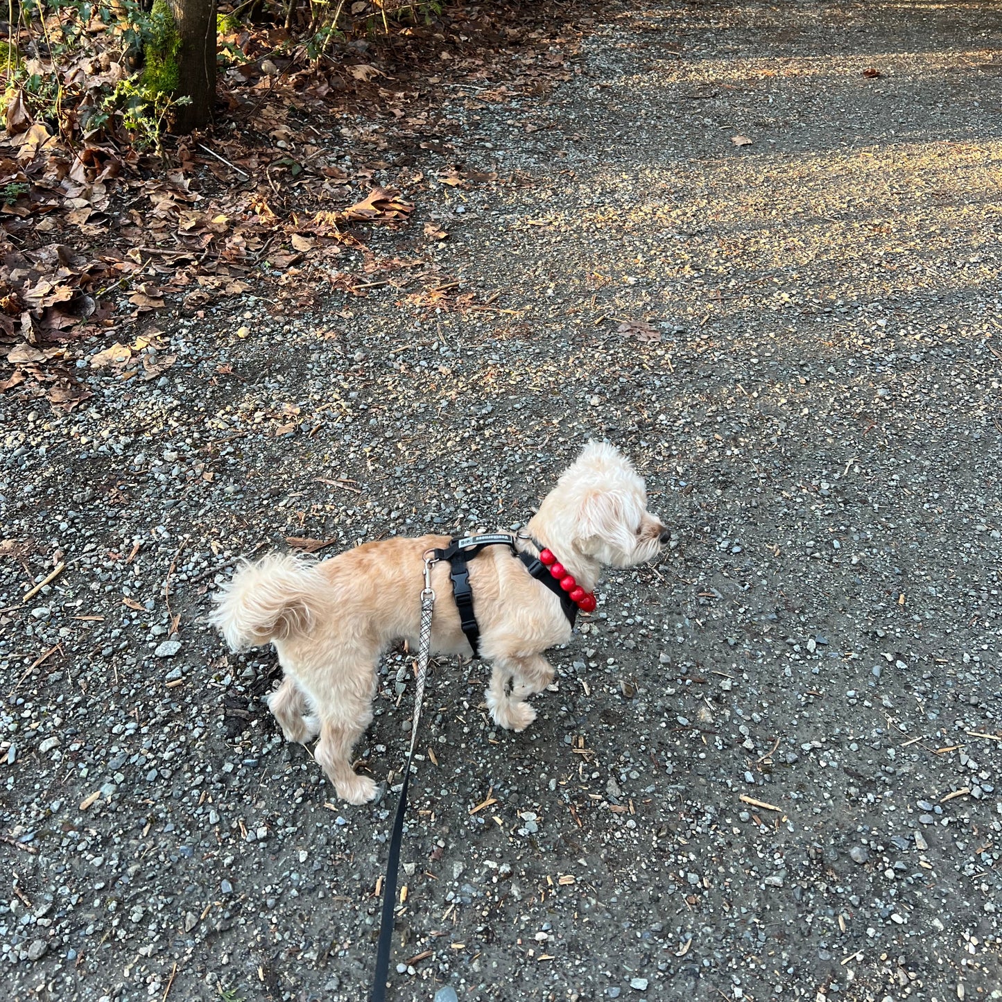 1 Hour On Leash Dog Walk with Lisa