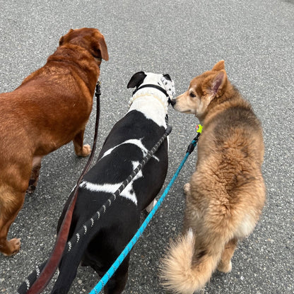 1 Hour On Leash Dog Walk with Lisa