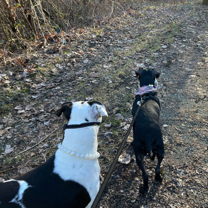 1 Hour On Leash Dog Walk with Lisa