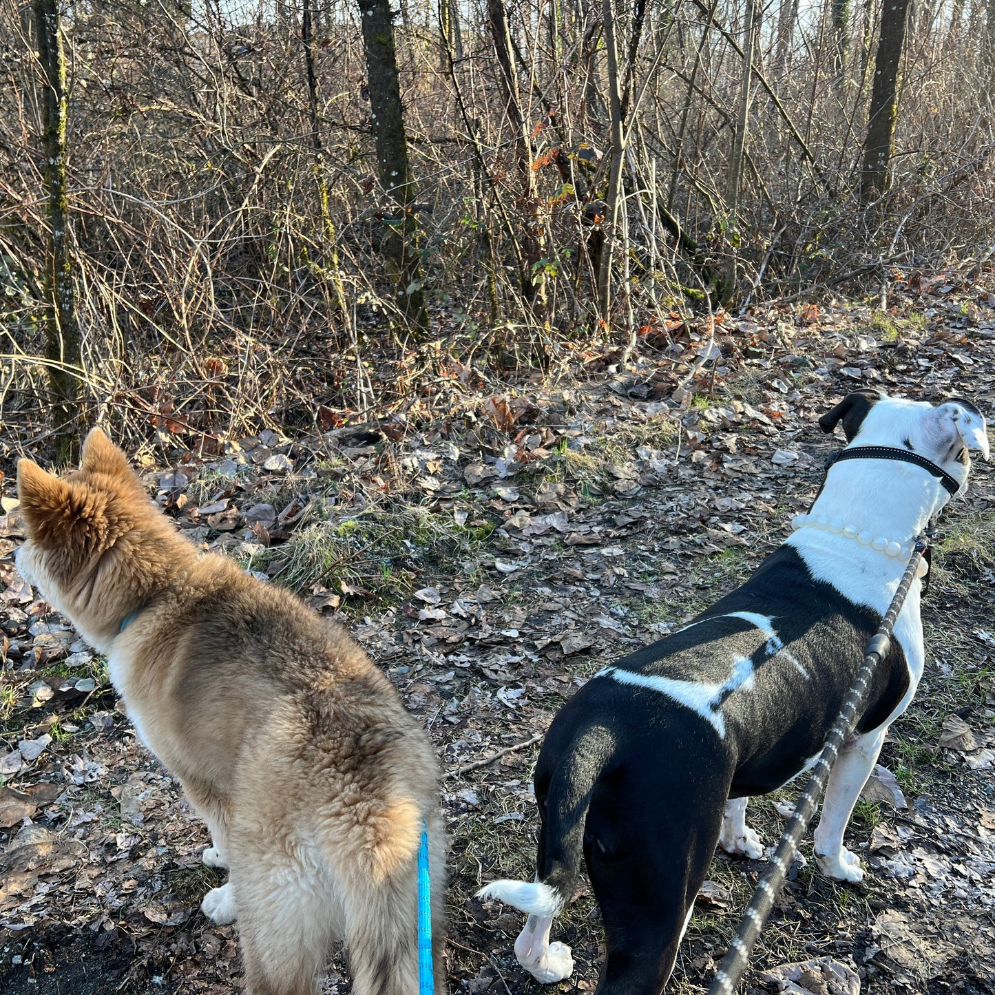 1 Hour On Leash Dog Walk with Lisa