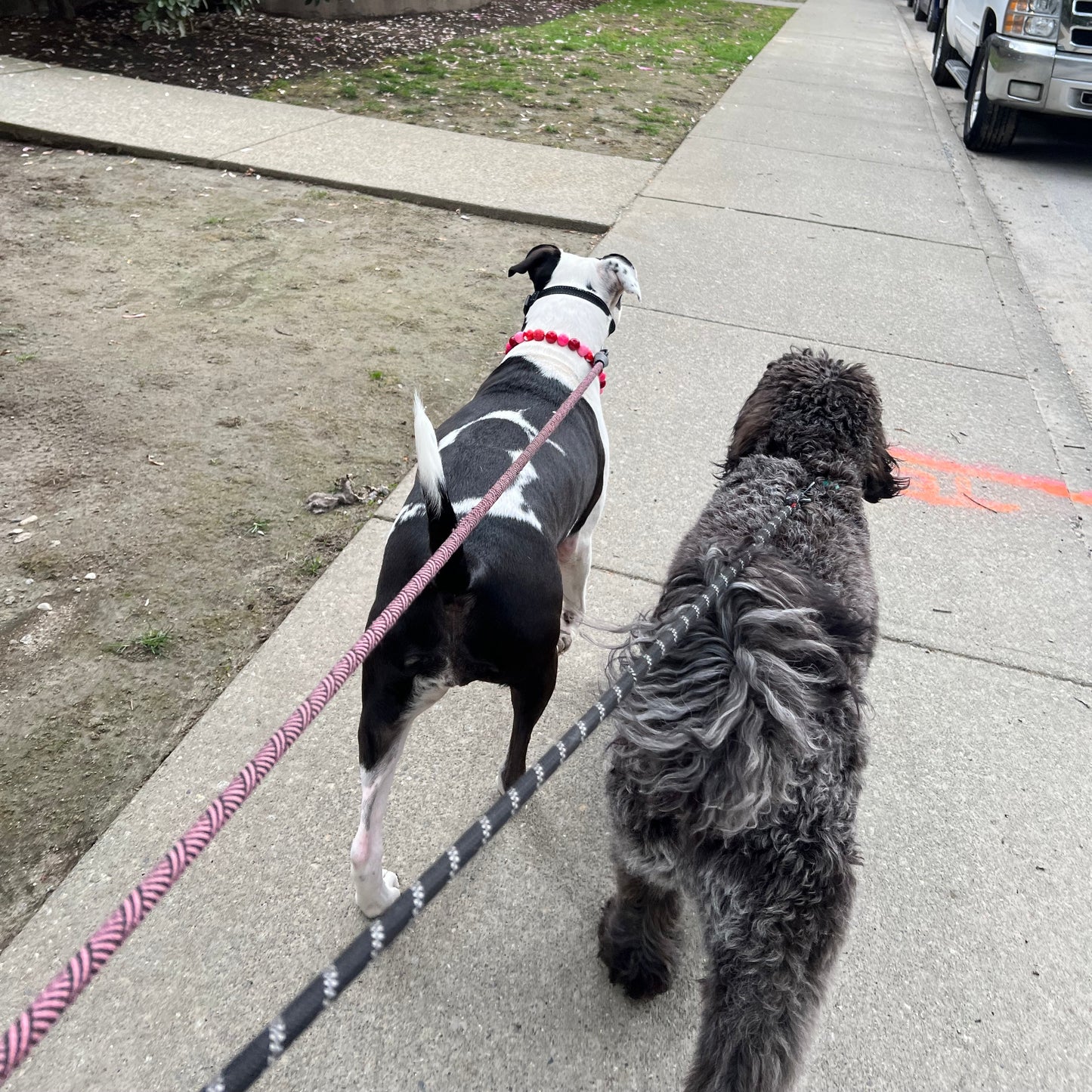 1 Hour On Leash Dog Walk with Lisa