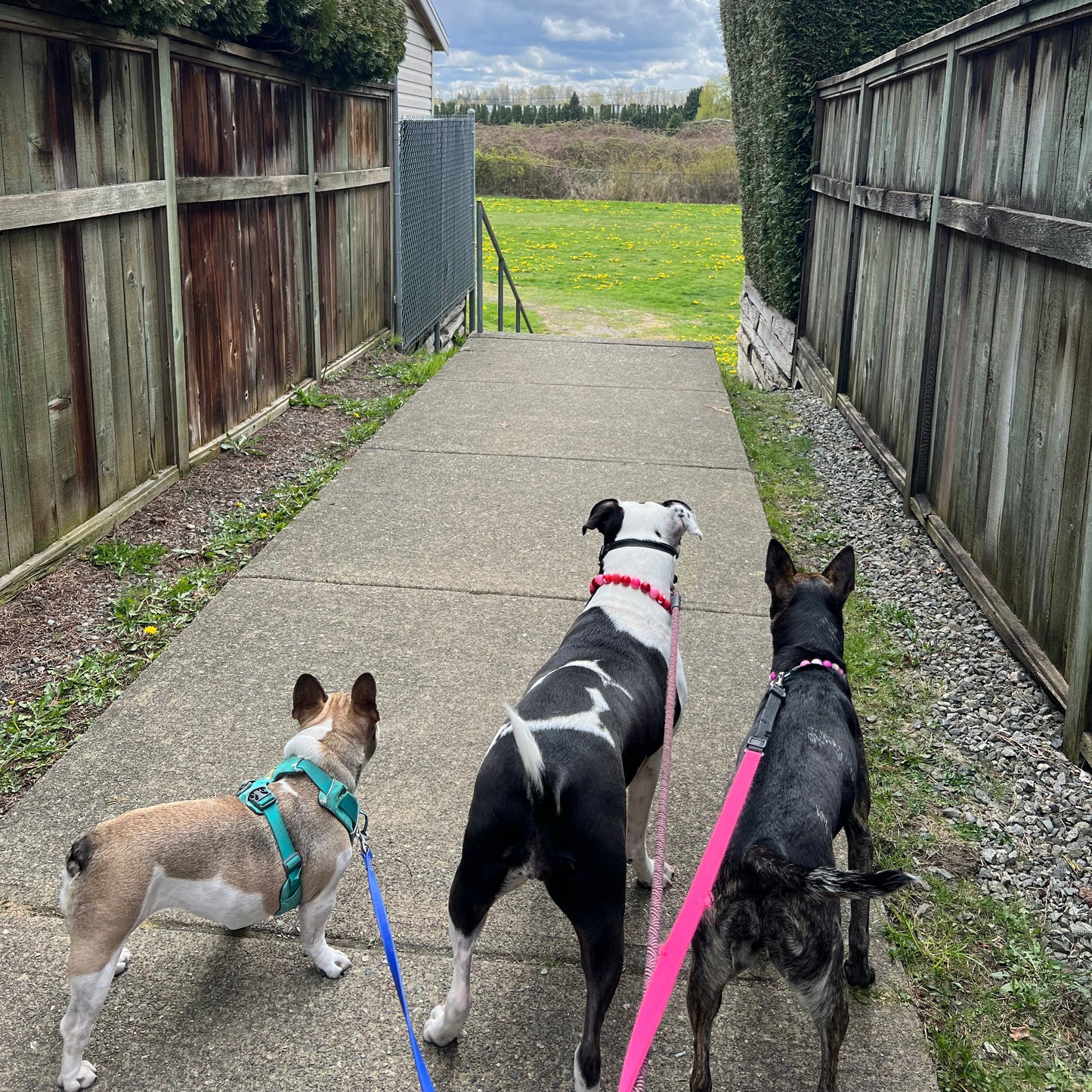 1 Hour On Leash Dog Walk with Lisa