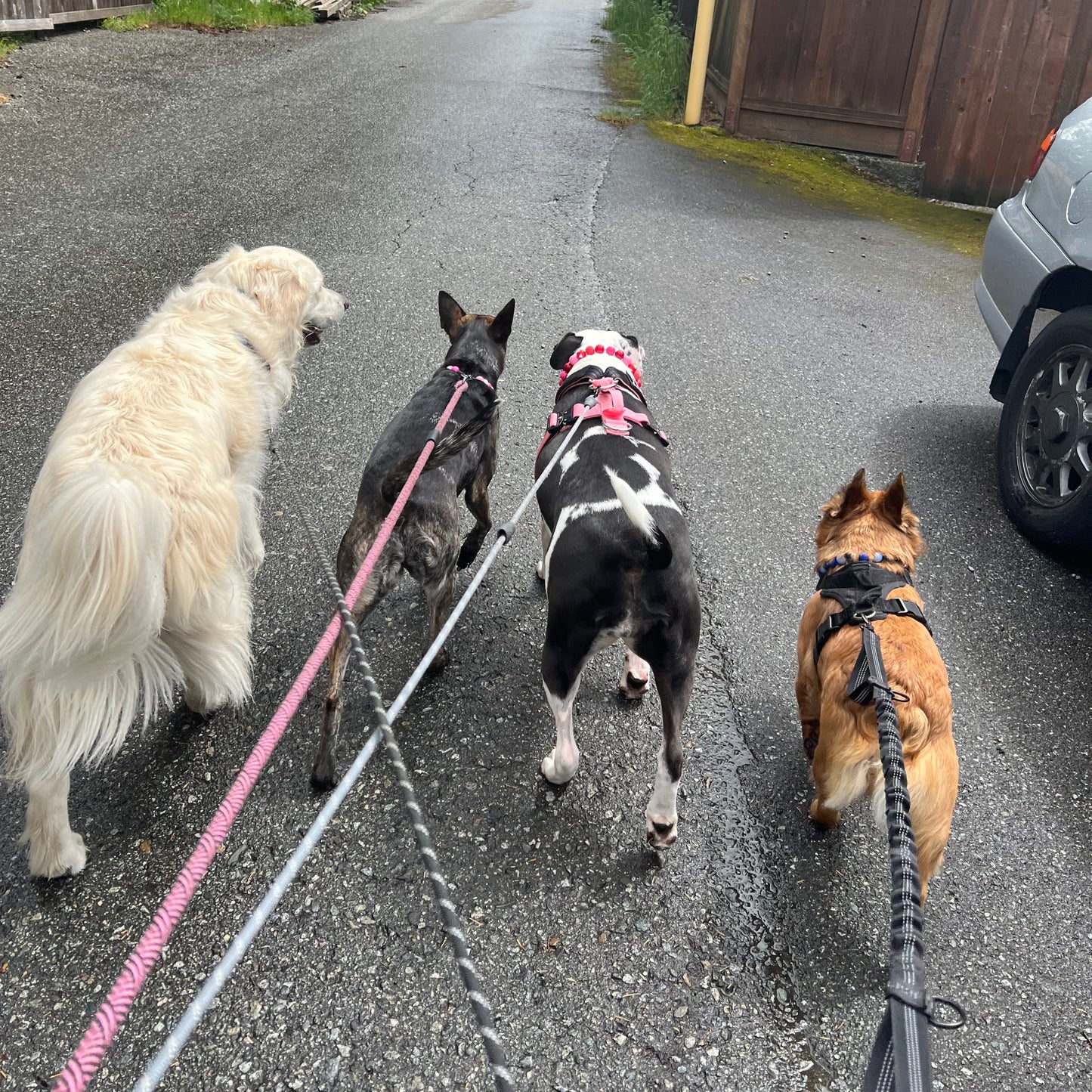 Three dogs on leashes being walked on a road with a car in the background.