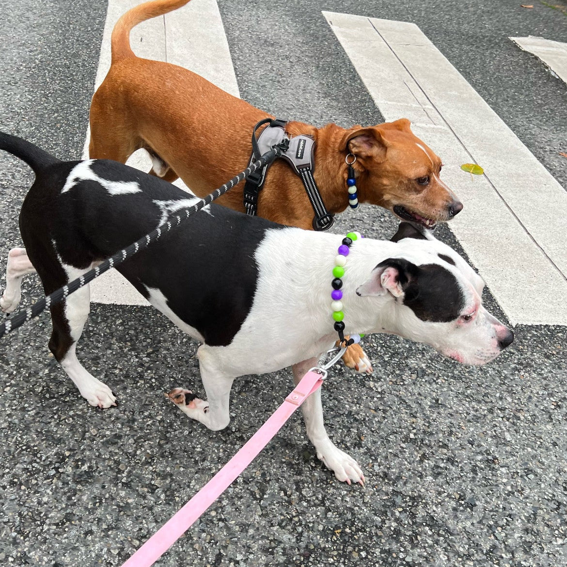 1 Hour On Leash Dog Walk with Lisa