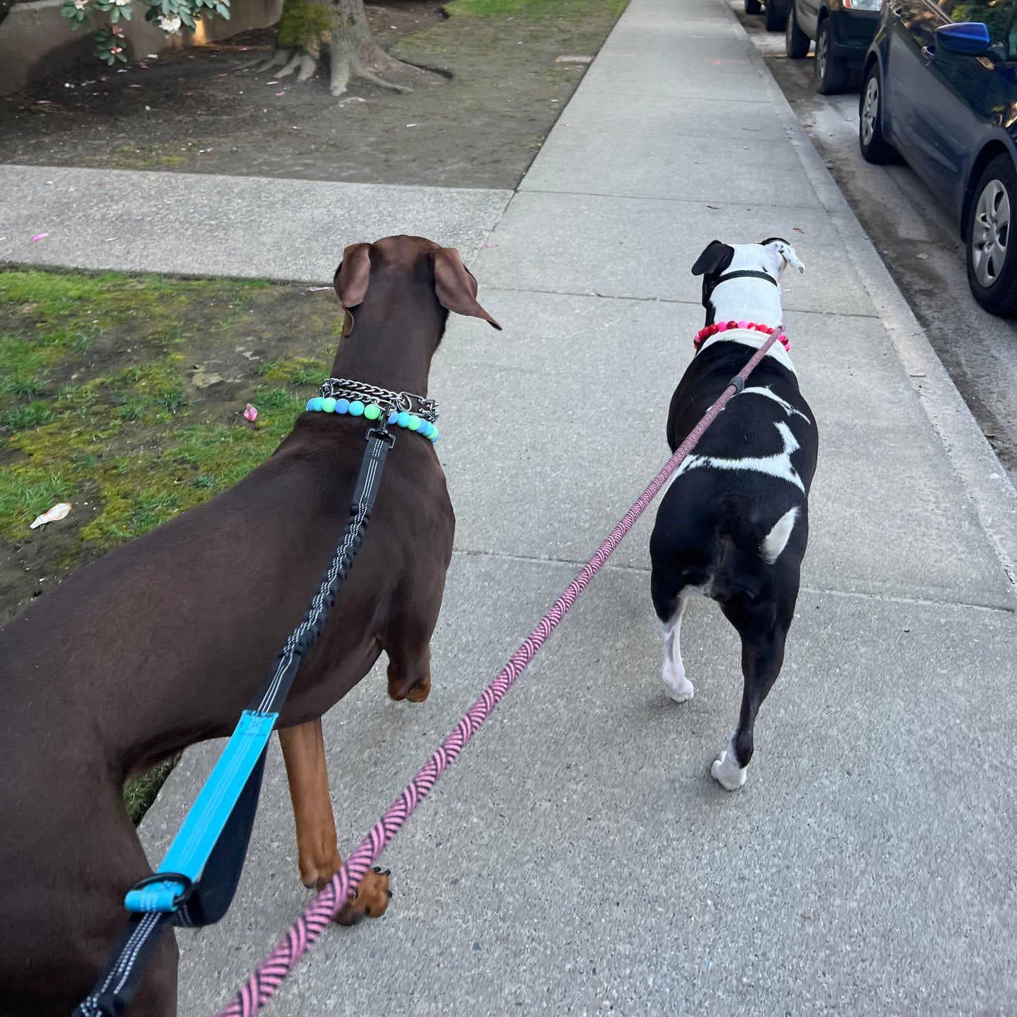 1 Hour On Leash Dog Walk with Lisa