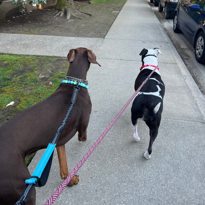 1 Hour On Leash Dog Walk with Lisa