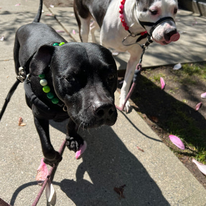 1 Hour On Leash Dog Walk with Lisa