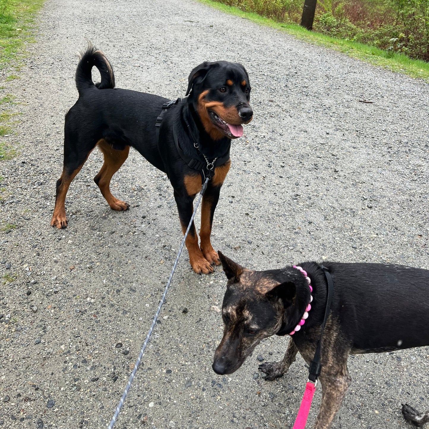 1 Hour On Leash Dog Walk with Lisa