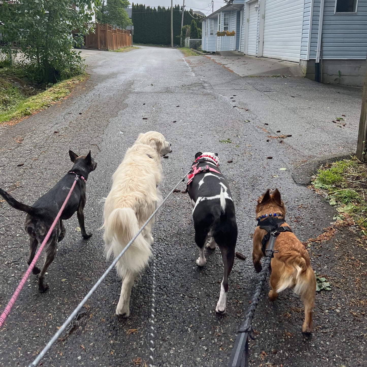 1 Hour On Leash Dog Walk with Lisa