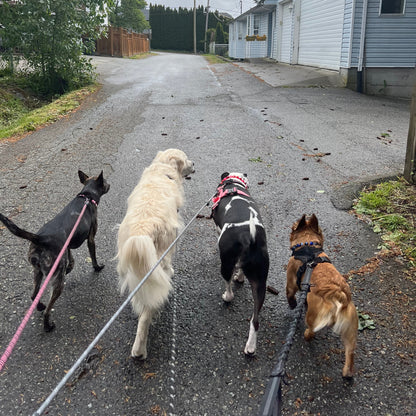 1 Hour On Leash Dog Walk with Lisa