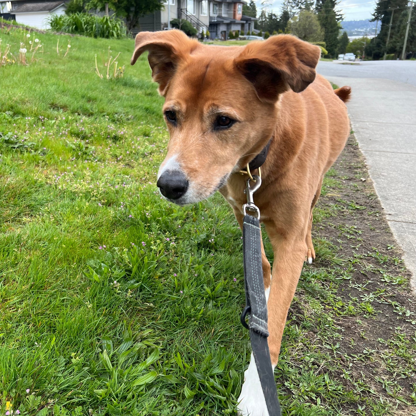 1 Hour On Leash Dog Walk with Lisa