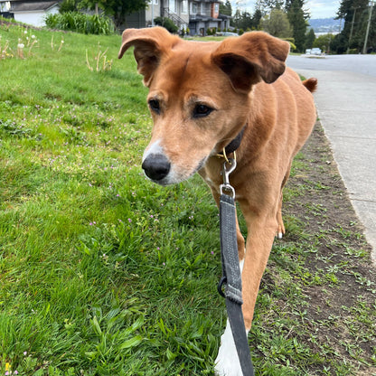 1 Hour On Leash Dog Walk with Lisa