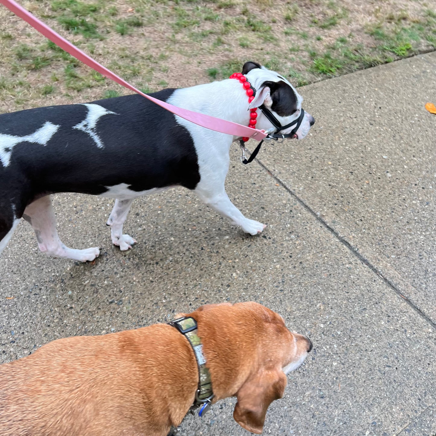 1 Hour On Leash Dog Walk with Lisa