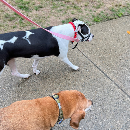 1 Hour On Leash Dog Walk with Lisa