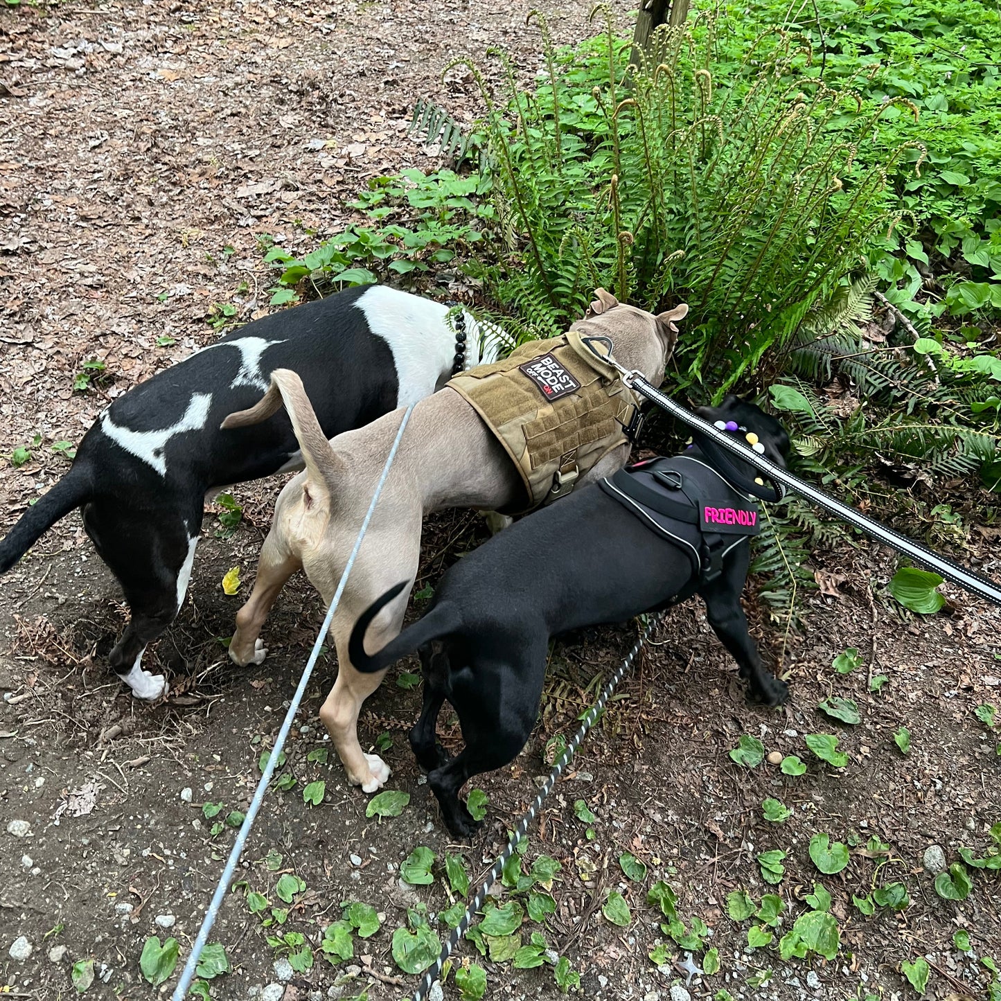 1 Hour On Leash Dog Walk with Lisa