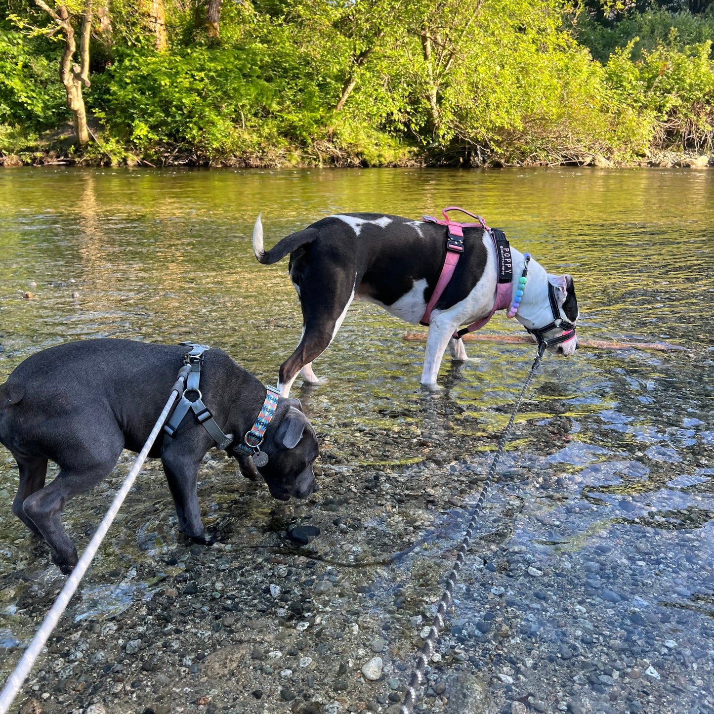 1 Hour On Leash Dog Walk with Lisa