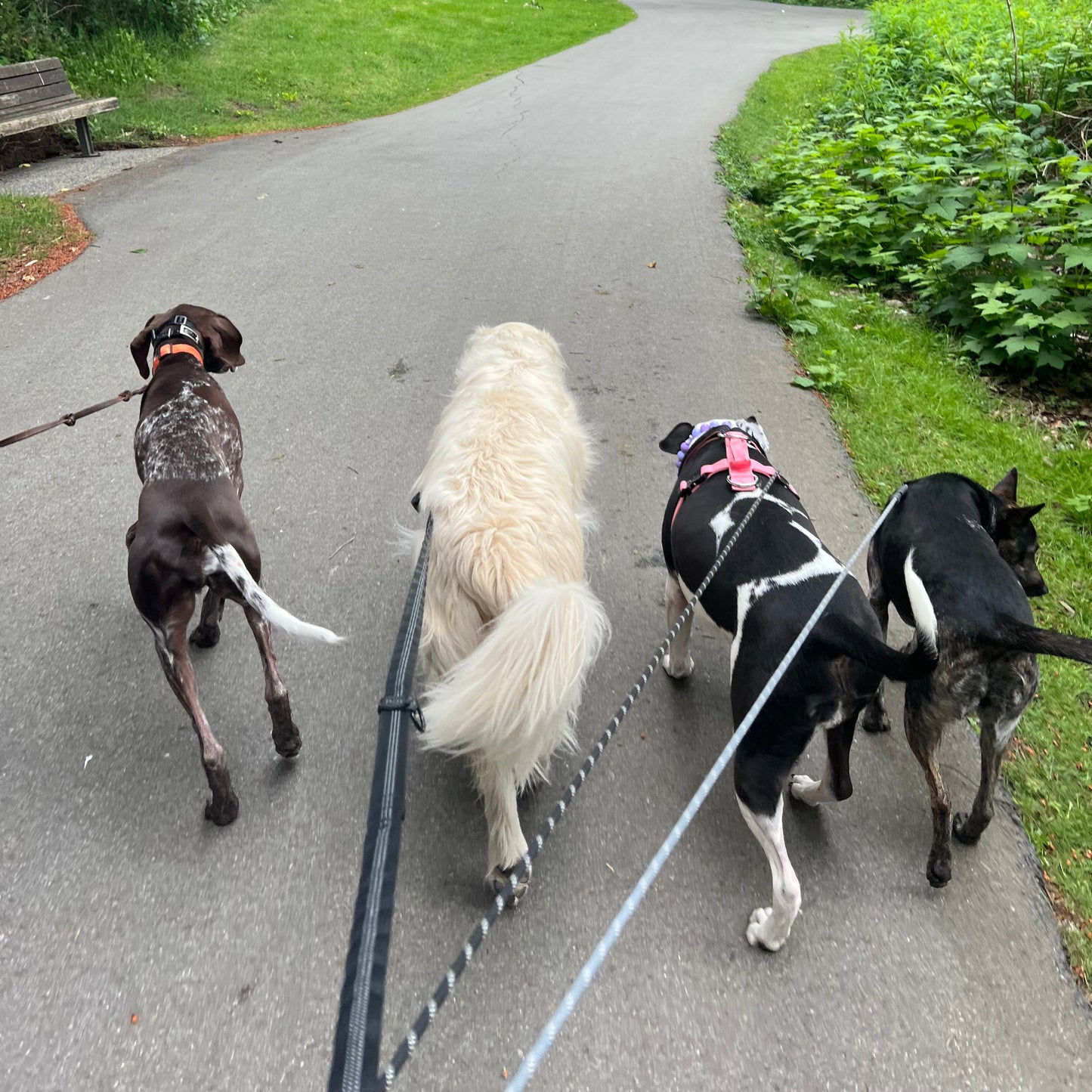 1 Hour On Leash Dog Walk with Lisa