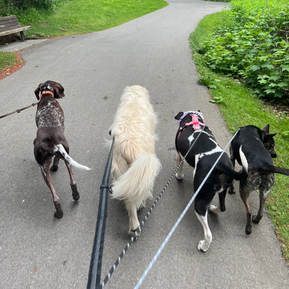 1 Hour On Leash Dog Walk with Lisa