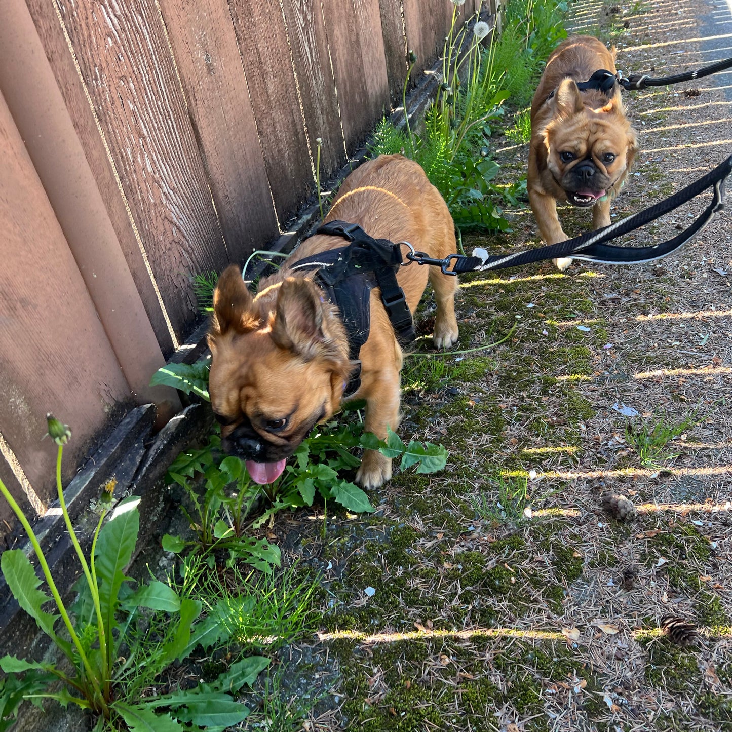 1 Hour On Leash Dog Walk with Lisa