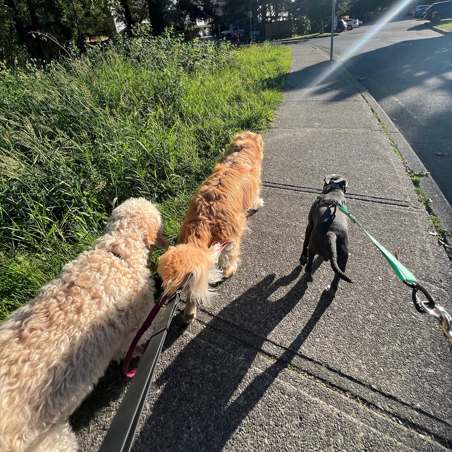 1 Hour On Leash Dog Walk with Lisa