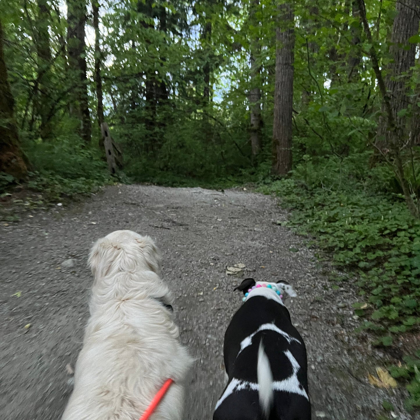 1 Hour On Leash Dog Walk with Lisa