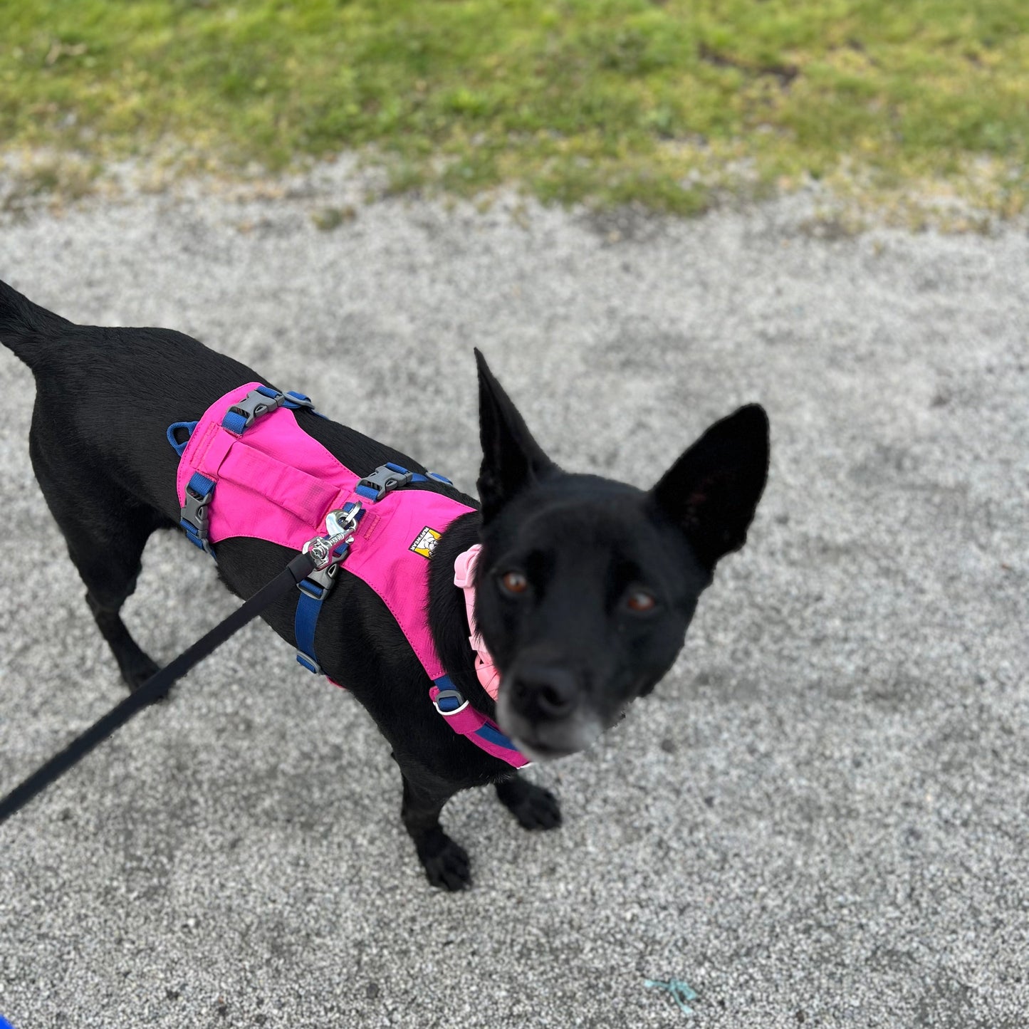 1 Hour On Leash Dog Walk with Lisa