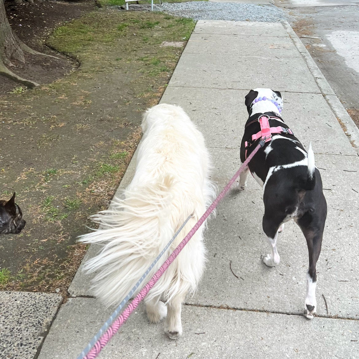 1 Hour On Leash Dog Walk with Lisa