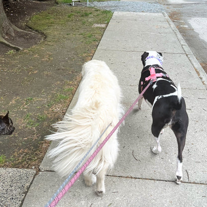 1 Hour On Leash Dog Walk with Lisa