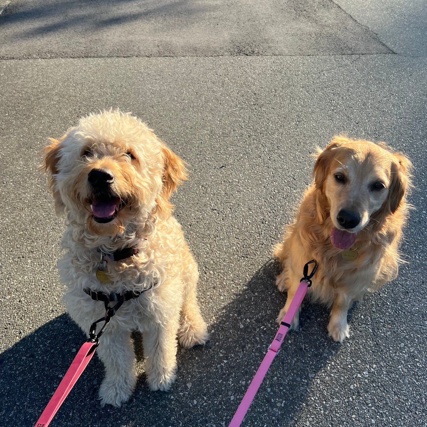 1 Hour On Leash Dog Walk with Lisa