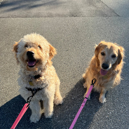 1 Hour On Leash Dog Walk with Lisa